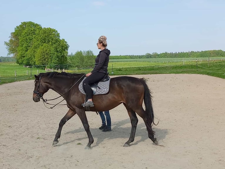 Trakehner Jument 18 Ans 167 cm Bai brun in Großharthau