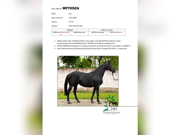 Trakehner Jument 18 Ans 172 cm Noir in Sępopol