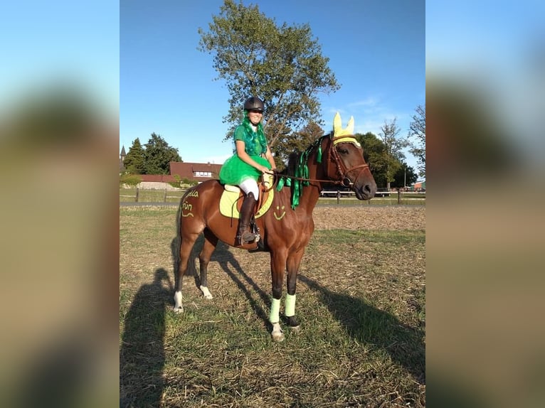 Trakehner Jument 19 Ans 165 cm Bai in Melle