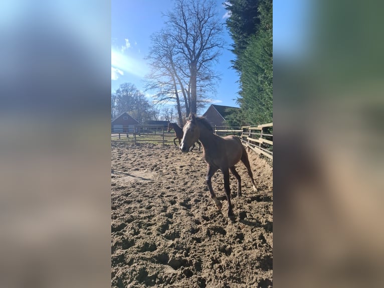 Trakehner Jument 19 Ans 165 cm  in Wagenfeld