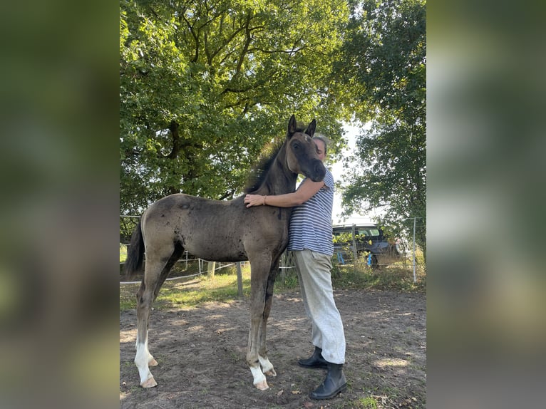 Trakehner Jument 1 Année 150 cm Bai brun in Edemissen