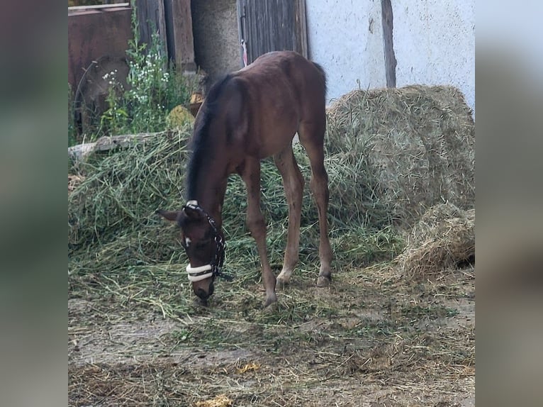 Trakehner Jument 1 Année 165 cm Bai brun in Adelsried