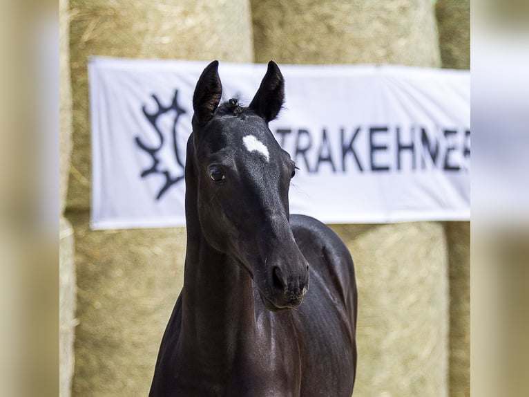 Trakehner Jument 1 Année 165 cm Bai brun foncé in Aytos