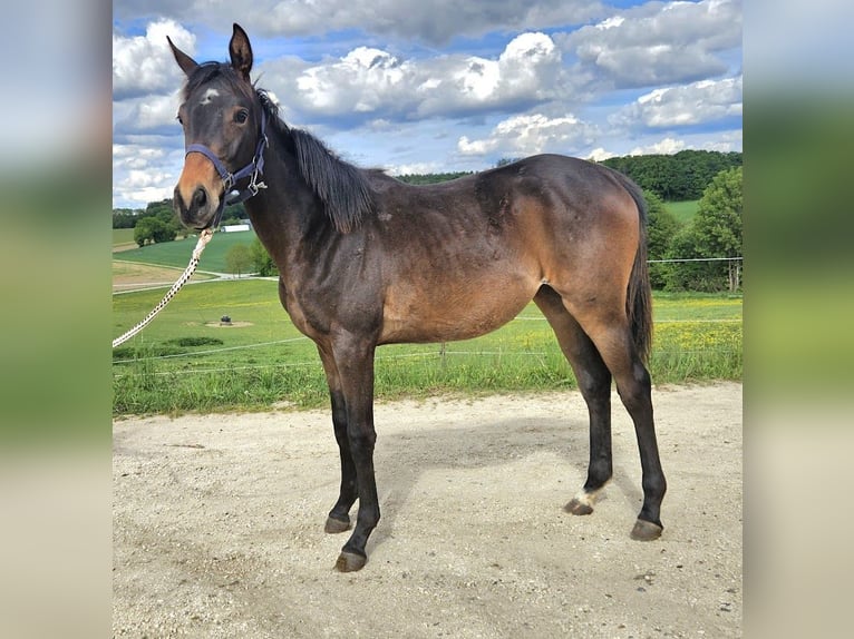 Trakehner Jument 1 Année 166 cm Bai brun in Adelsried
