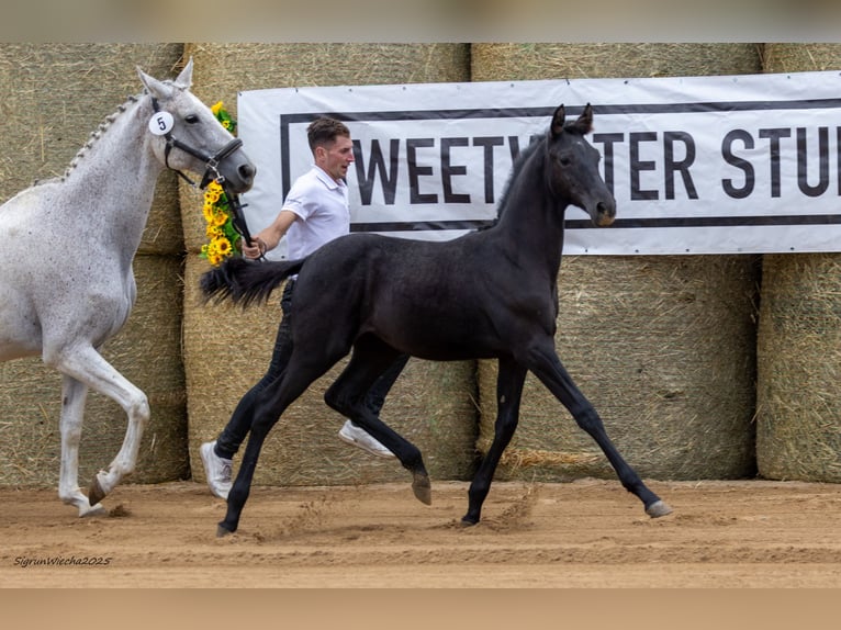 Trakehner Jument 1 Année 169 cm Noir in Aytos