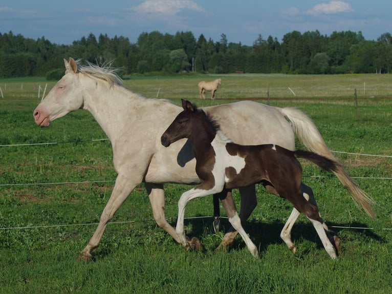 Trakehner Jument 1 Année 170 cm Pinto in Ruila