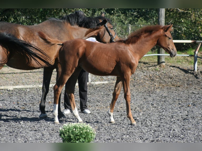 Trakehner Jument 1 Année Alezan brûlé in Crivitz