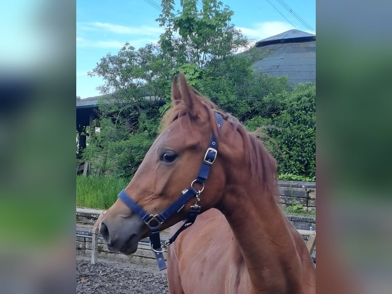 Trakehner Jument 1 Année Alezan brûlé in Crivitz