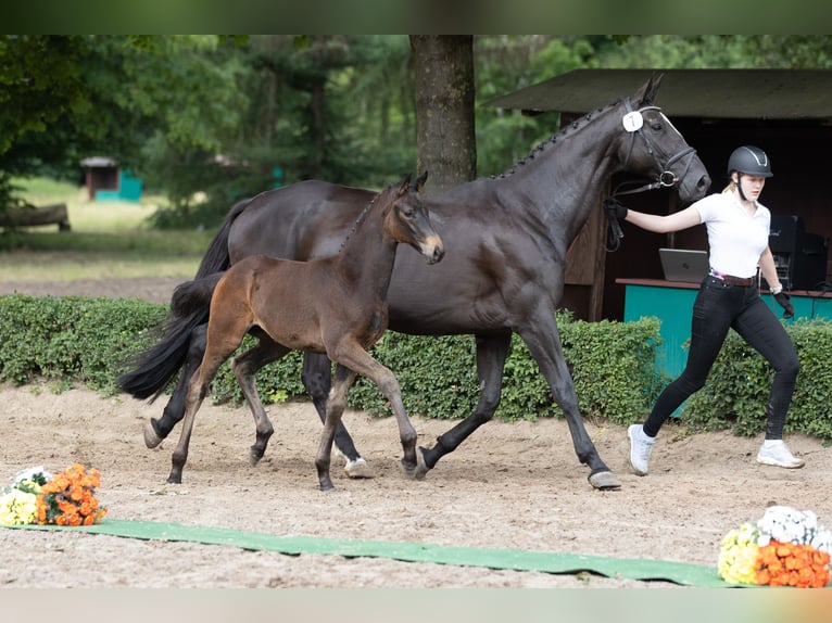 Trakehner Jument 1 Année Bai brun in Hameln