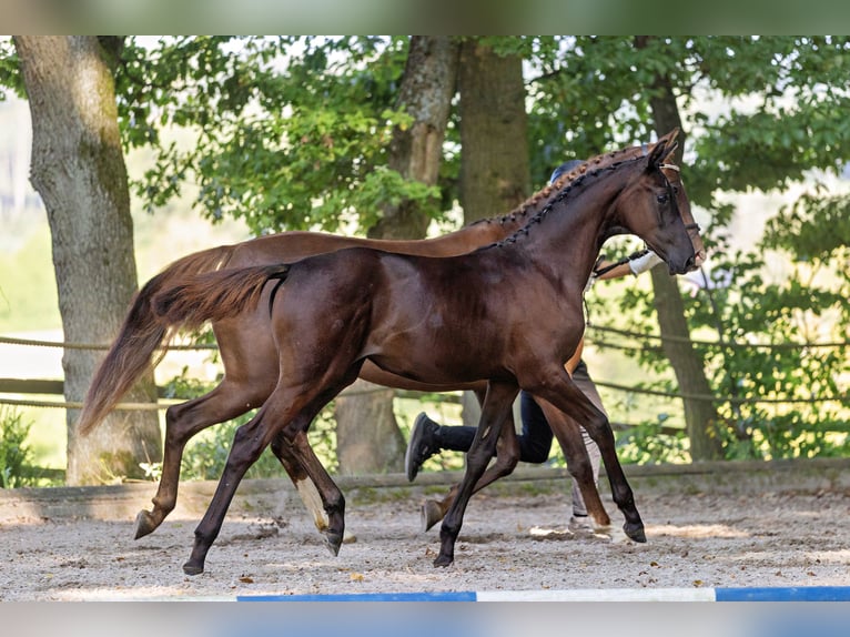 Trakehner Jument 1 Année Bai brun in Langerwehe