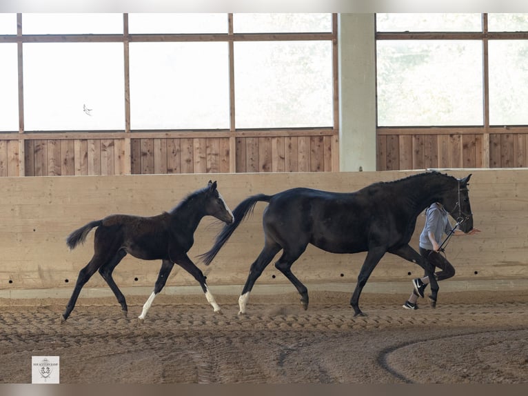 Trakehner Jument 1 Année Bai brun in Rotthalmünster