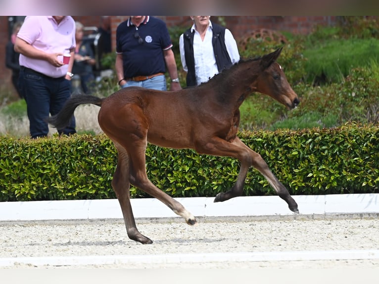 Trakehner Jument 1 Année Bai in Bad Zwischenahn