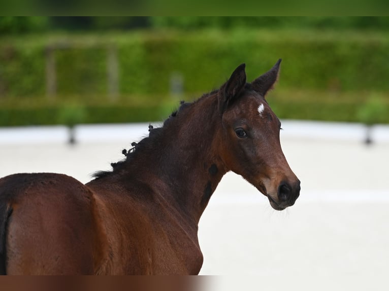 Trakehner Jument 1 Année Bai in Bad Zwischenahn