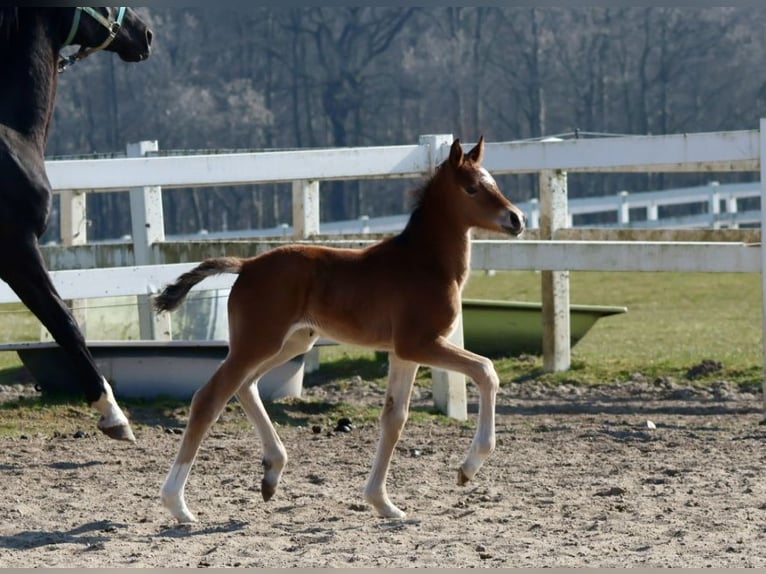 Trakehner Jument 1 Année Bai in Bad Oldesloe