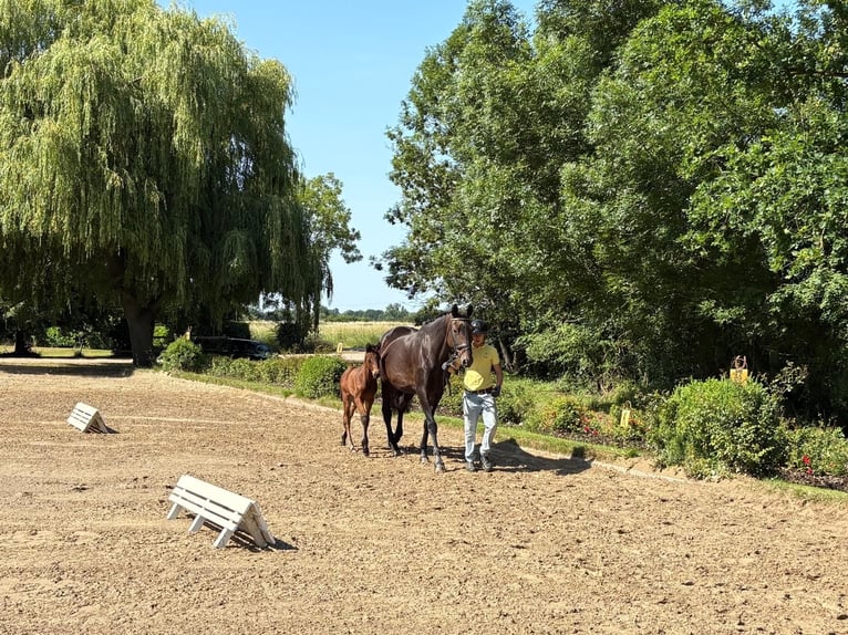 Trakehner Jument 1 Année Bai in Verden (Aller)