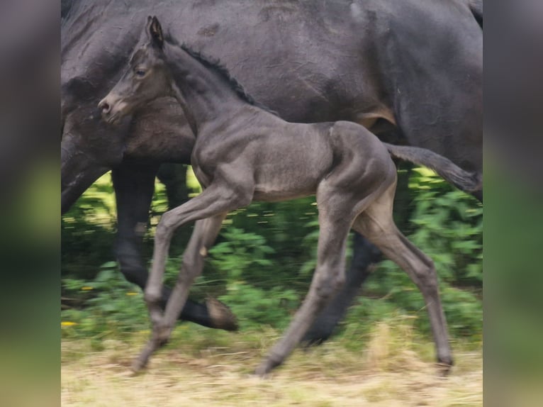 Trakehner Jument 1 Année Noir in Majenfelde