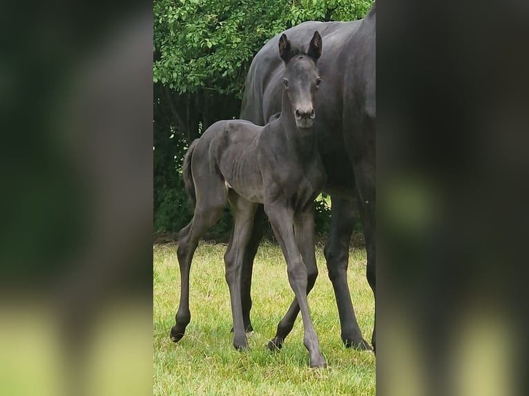 Trakehner Jument 1 Année Noir in Majenfelde
