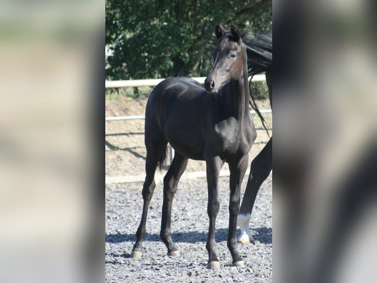 Trakehner Jument 1 Année Noir in Crivitz