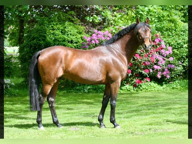 Trakehner Jument 1 Année Peut devenir gris in Passail