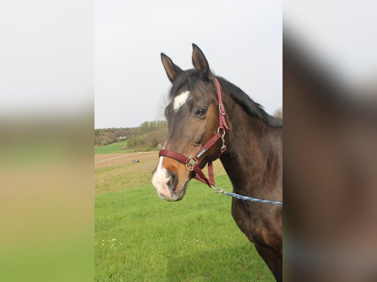 Trakehner Jument 20 Ans 172 cm in Adelsried