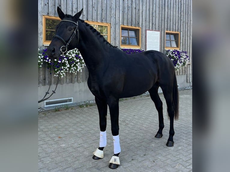 Trakehner Jument 20 Ans 172 cm in Adelsried