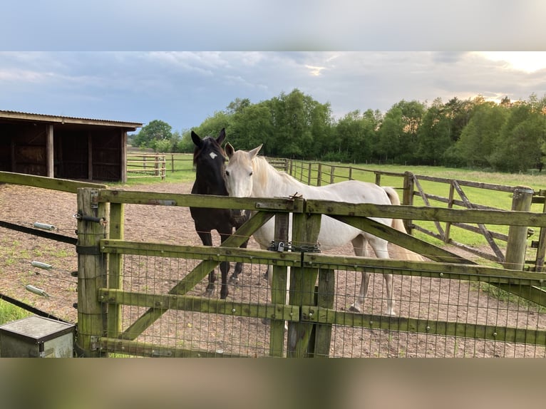 Trakehner Jument 23 Ans 158 cm Gris in Schneverdingen