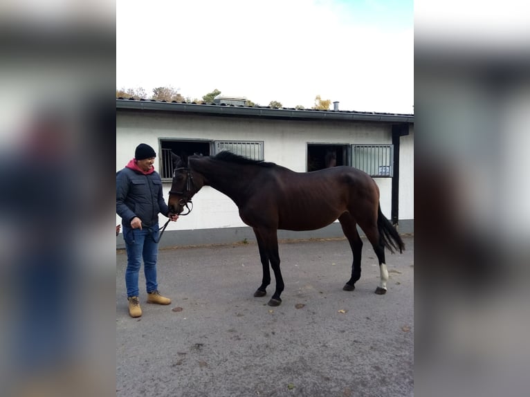 Trakehner Jument 23 Ans 160 cm Bai brun in D&#xFC;mpelfeld