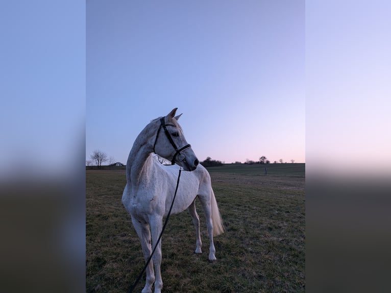 Trakehner Jument 23 Ans 175 cm Gris pommelé in Moringen