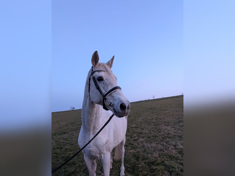 Trakehner Jument 23 Ans 175 cm Gris pommelé in Moringen
