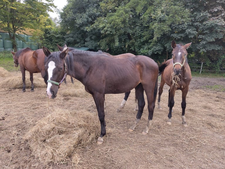 Trakehner Jument 2 Ans 151 cm Bai brun foncé in Otterndorf