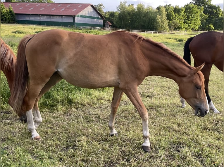 Trakehner Jument 2 Ans 162 cm Alezan in Vechta