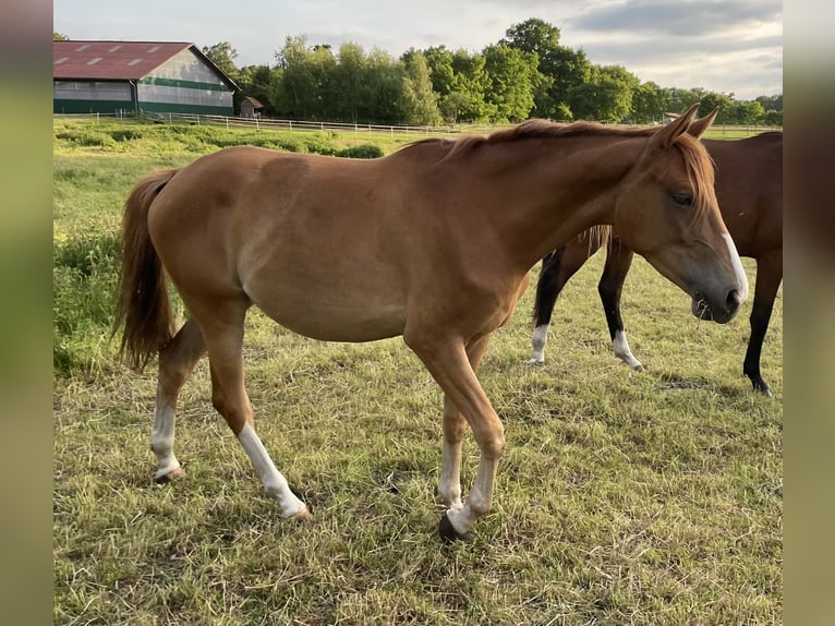 Trakehner Jument 2 Ans 162 cm Alezan in Vechta