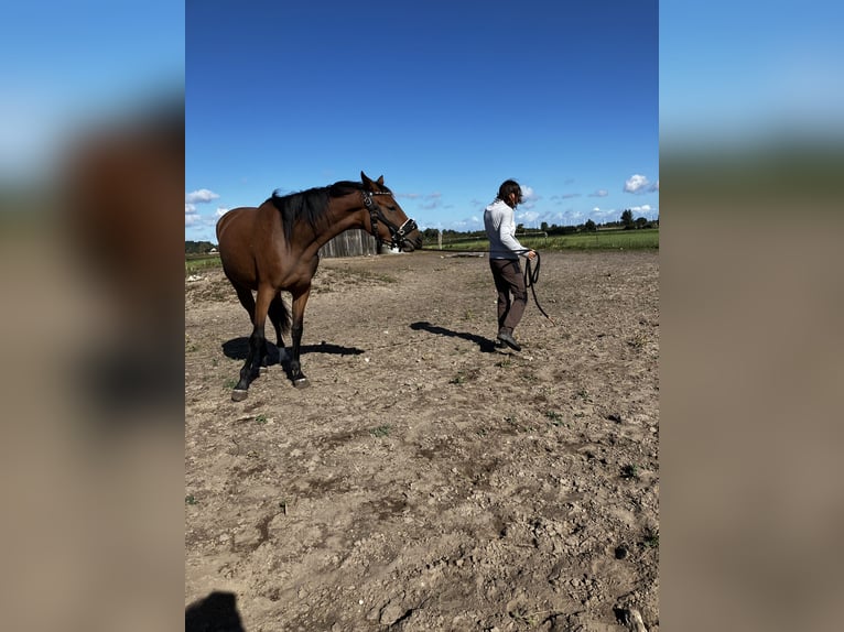 Trakehner Jument 2 Ans 163 cm Bai in Päwesin