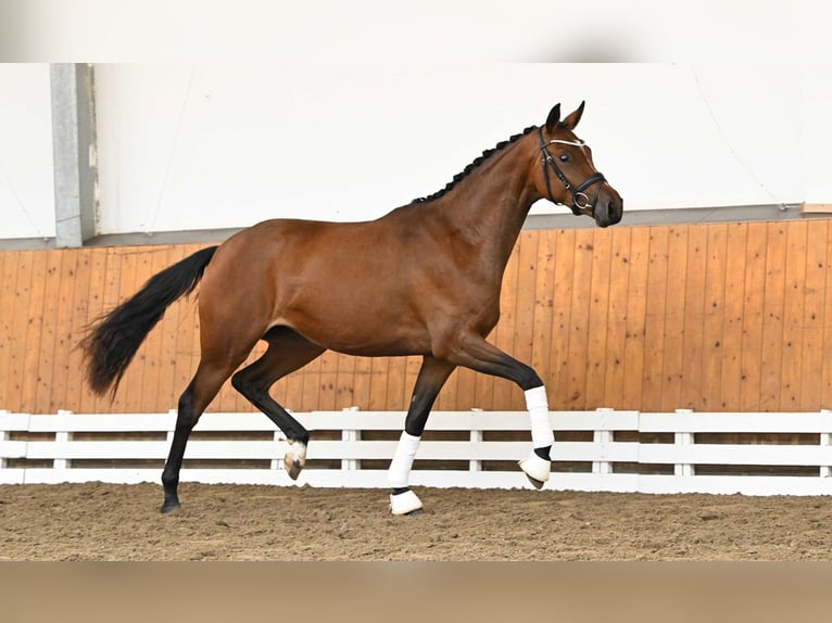 Trakehner Jument 2 Ans 164 cm Bai in Bismarck