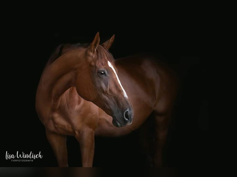 Trakehner Jument 2 Ans 165 cm Alezan in Donauwörth