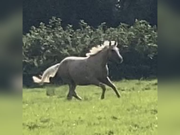 Trakehner Jument 2 Ans 165 cm Palomino in Schwarzenbek