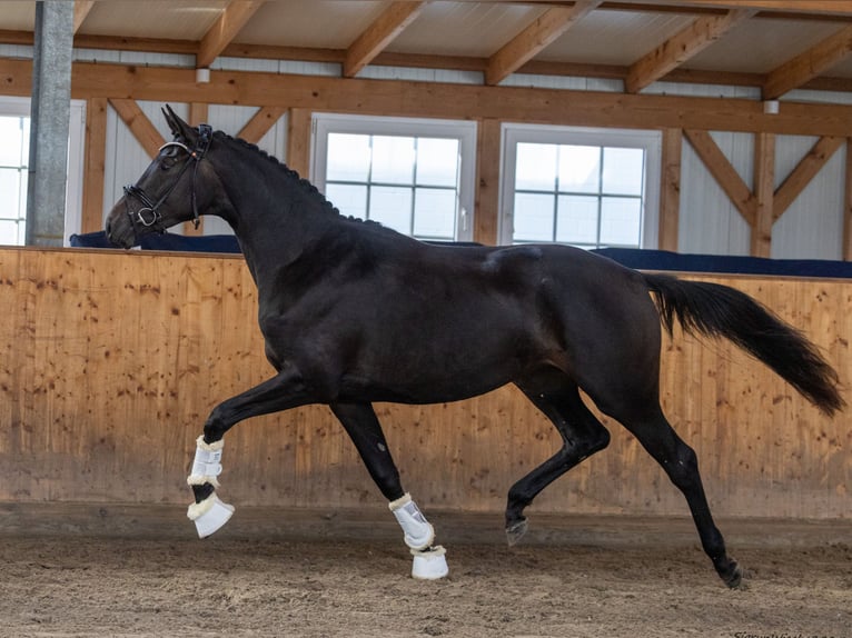 Trakehner Jument 2 Ans 166 cm Bai brun in Selk