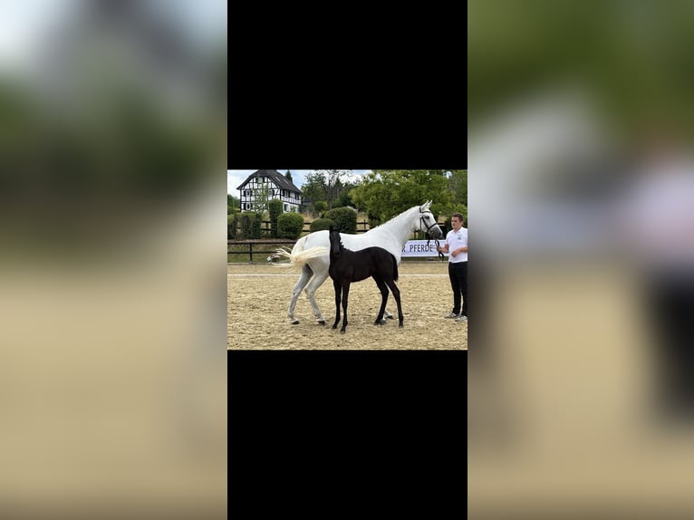 Trakehner Jument 2 Ans 166 cm Gris in Sankt Michael