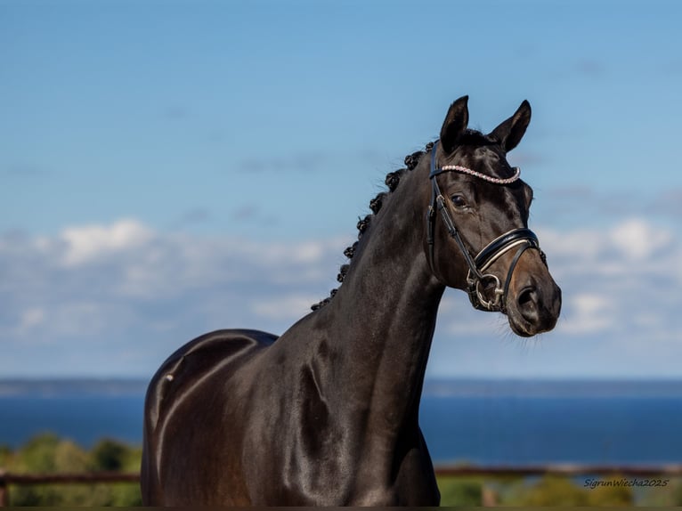 Trakehner Jument 2 Ans 167 cm Bai brun foncé in B&#xF8;rkop