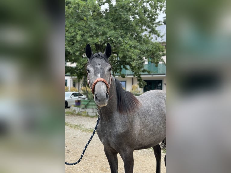 Trakehner Jument 2 Ans 167 cm Gris noir in Rohrbach