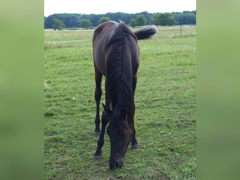 Trakehner Jument 2 Ans 167 cm Noir in Sperenberg