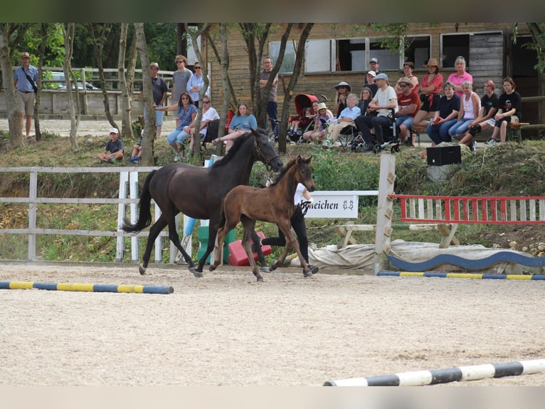 Trakehner Jument 2 Ans 171 cm Bai brun in Nellingen-Aichen