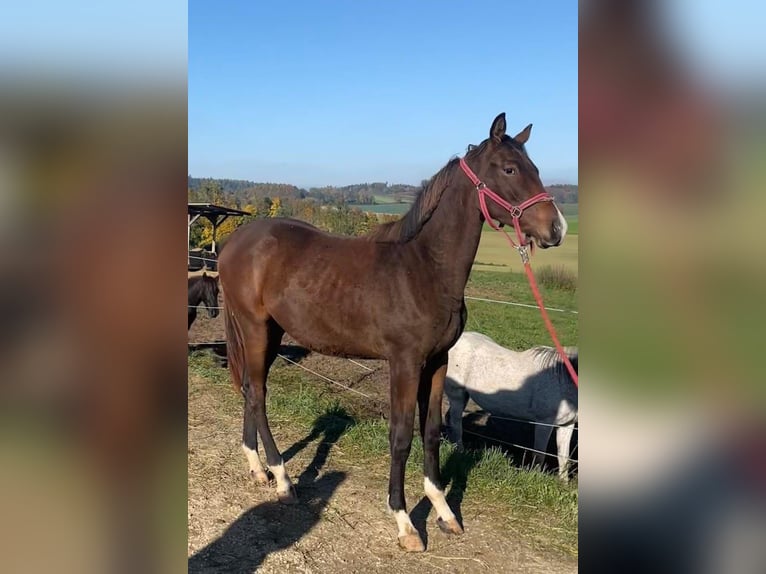 Trakehner Jument 2 Ans 175 cm Bai in Adelsried