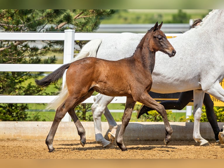 Trakehner Jument 2 Ans Bai in Wessobrunn