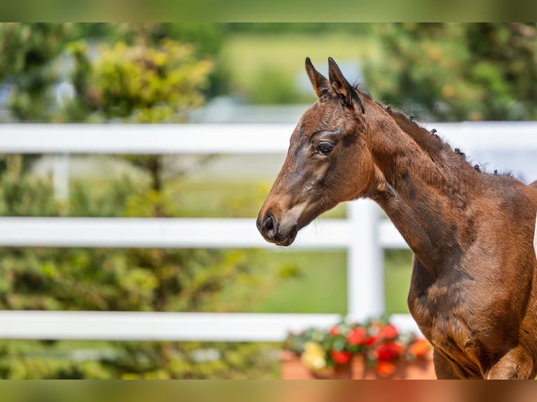 Trakehner Jument 2 Ans Bai in Wessobrunn