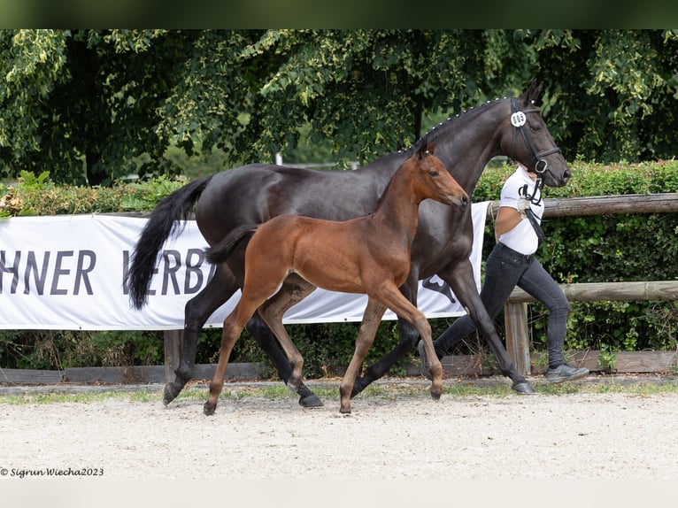 Trakehner Jument 2 Ans Bai in Lengenfeld