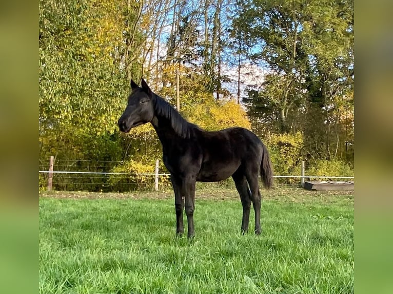 Trakehner Jument 2 Ans Noir in Marlow