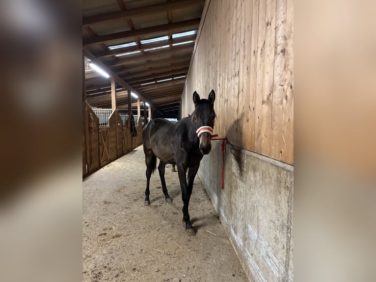 Trakehner Jument 2 Ans Noir in Penk