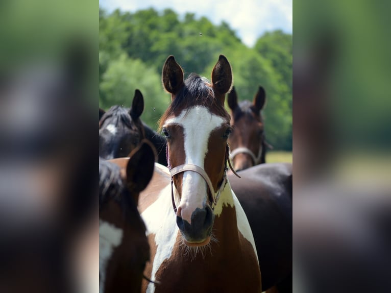 Trakehner Jument 2 Ans Pinto in Bismark