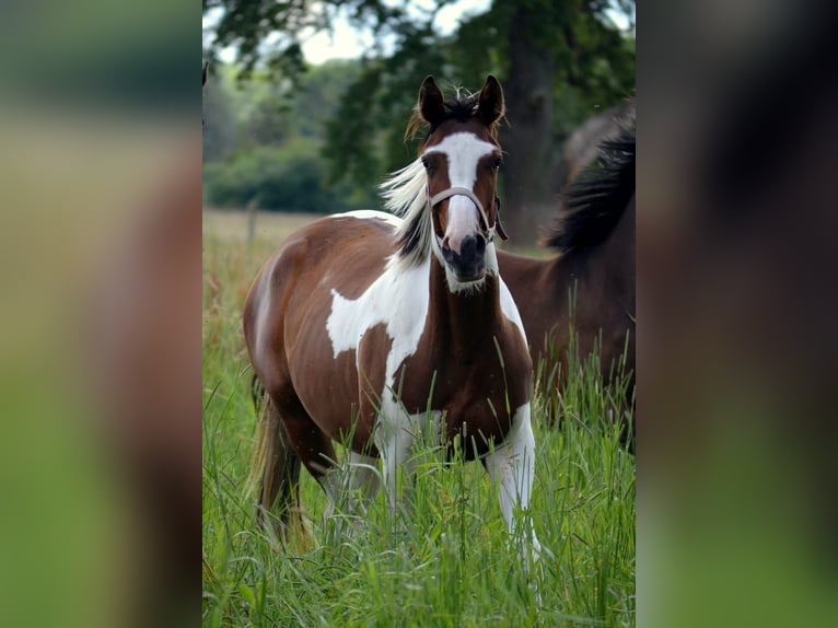 Trakehner Jument 2 Ans Pinto in Bismark